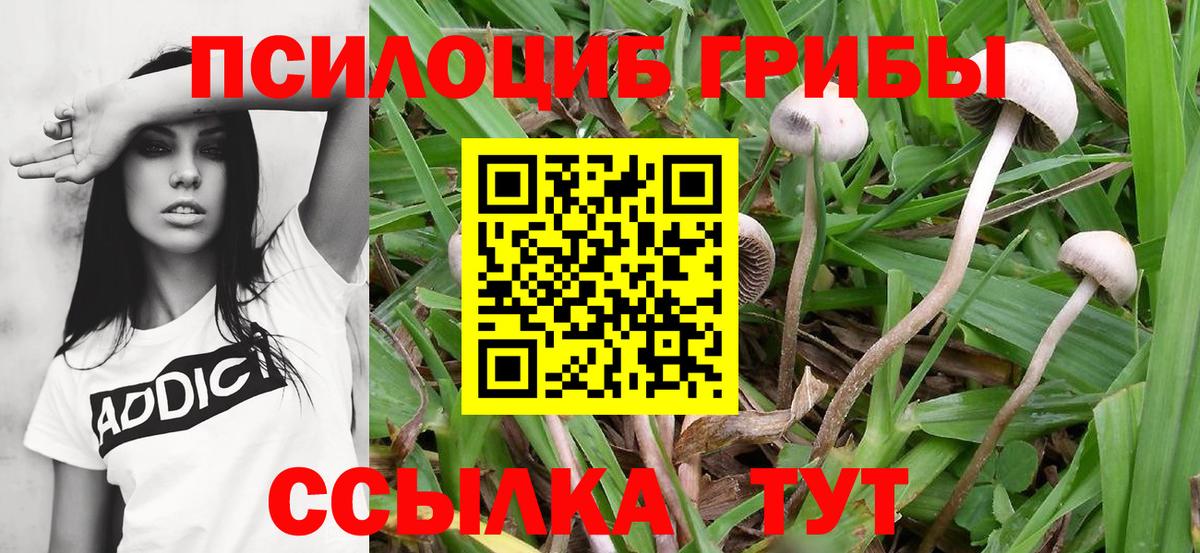 Шарыпово  Псилоцибиновые грибы мицелий  Вход с VPN 